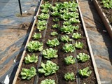 huerta2