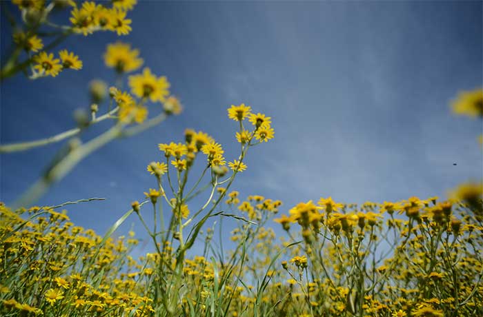 Imagenes de especies nativas