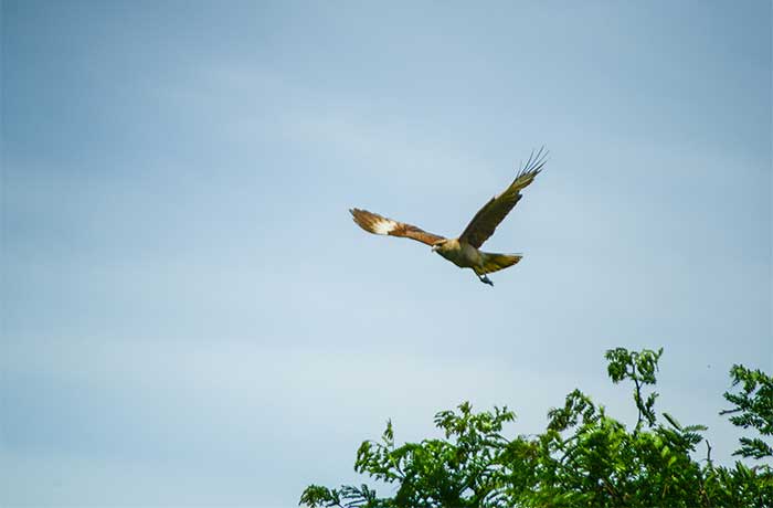 imagen de un aguila coronada