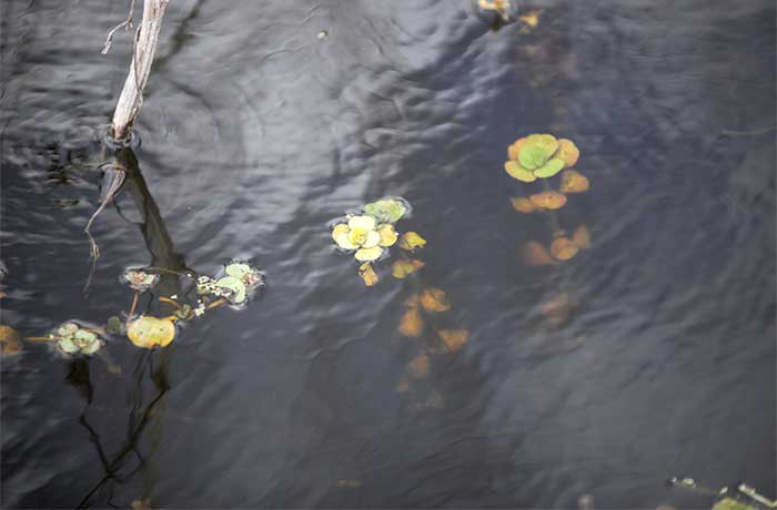 plantas acuáticas