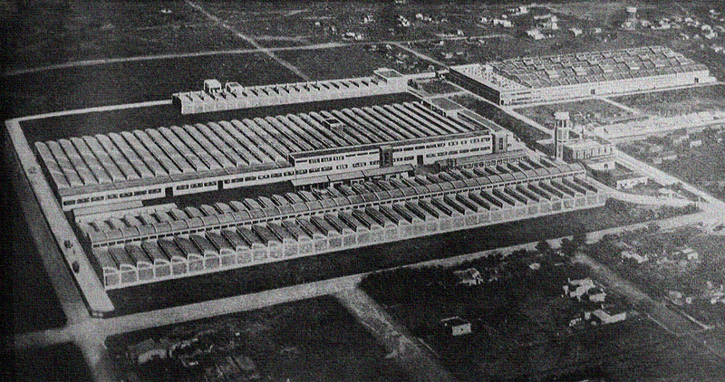 Foto planta siam di tella