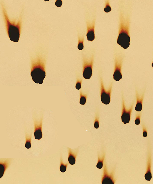 los detectives salvajes