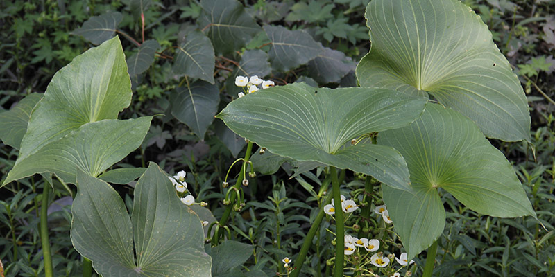 banner naturaleza riachuelo