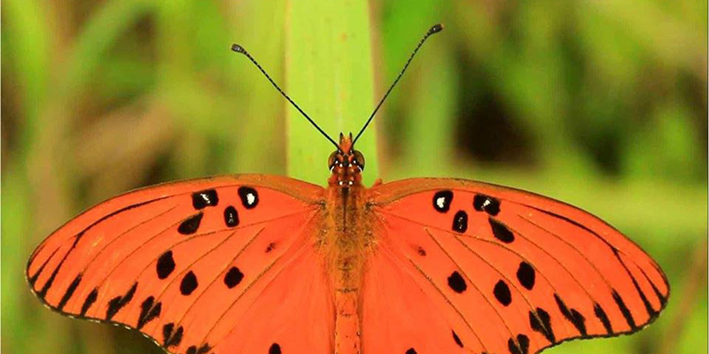 Mariposa de la naturaleza
