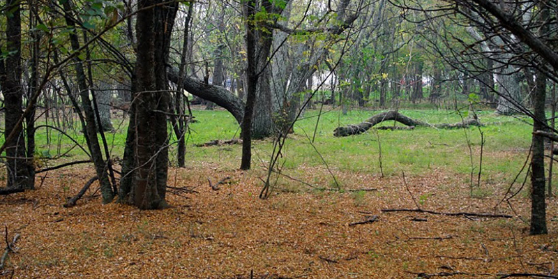 banner naturaleza riachuelo