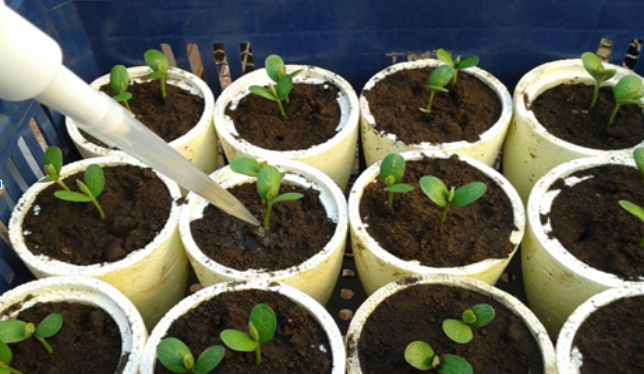 preparado bioinsumos