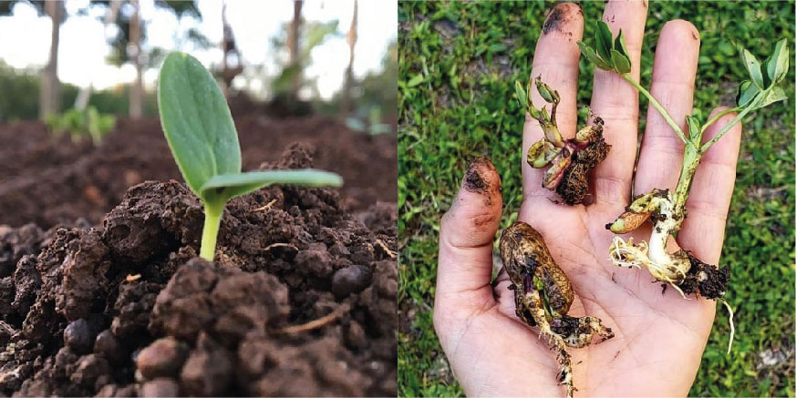 cultivo