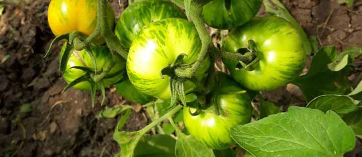 Taller vultiva tus vegetales