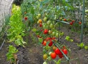 tomates