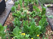plantitas