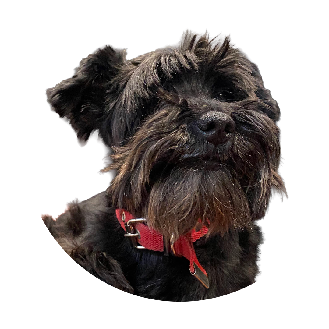 Foto de mi perrita, Emma, una Schnauzer negro