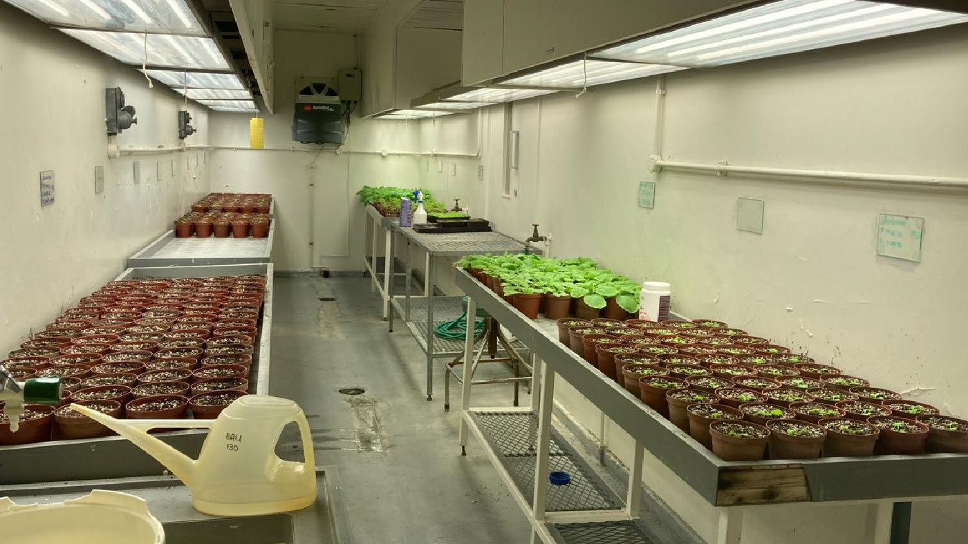 Portada de película: La ultima semilla