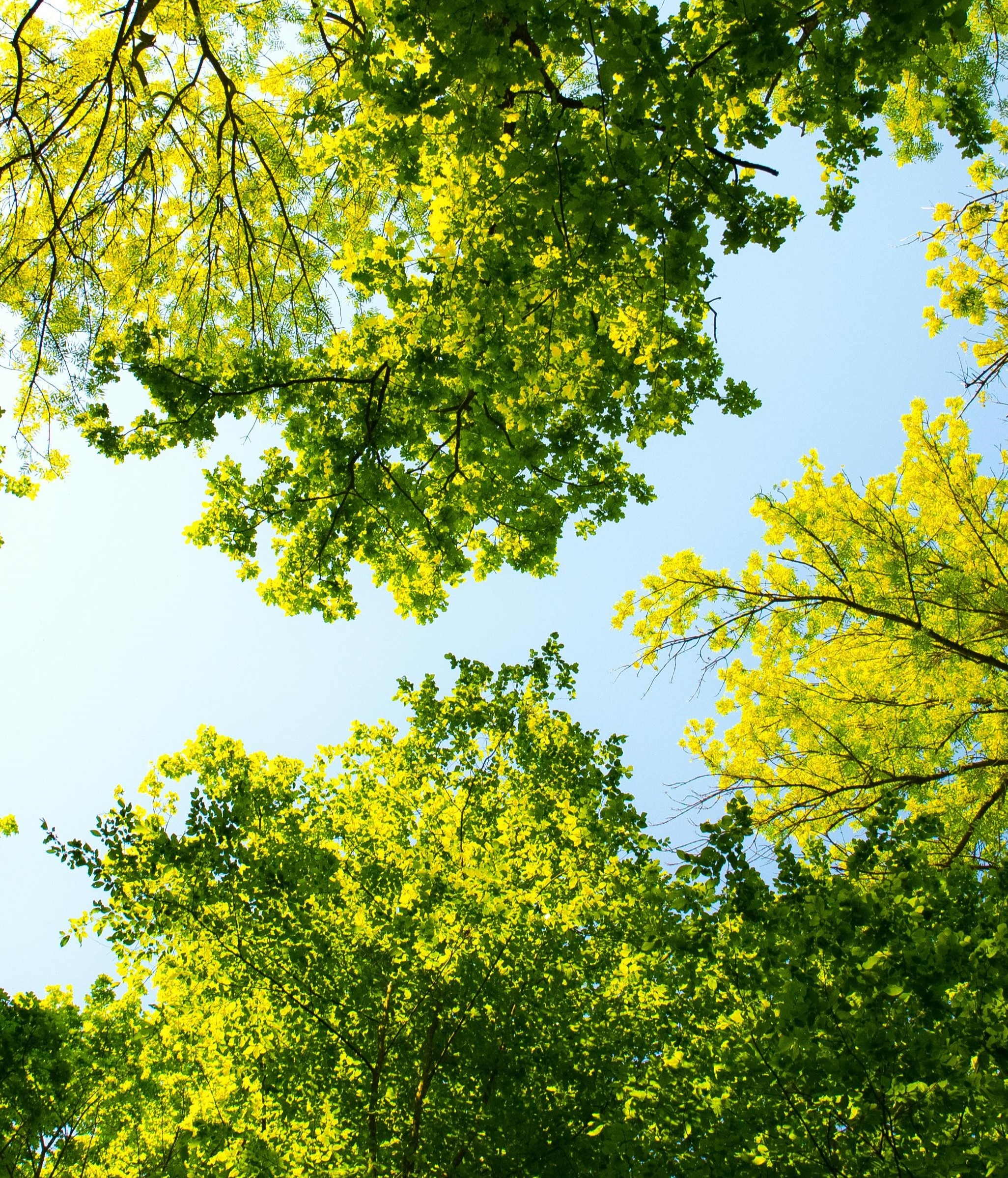 foto de reciclaje de botellas