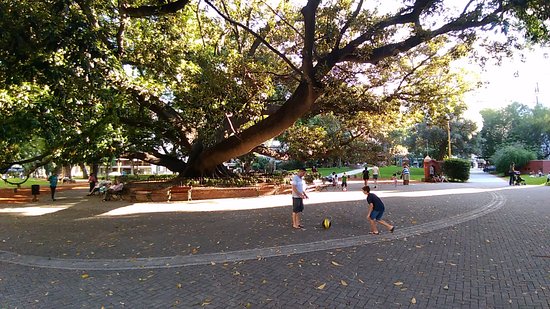 Árbol en parque